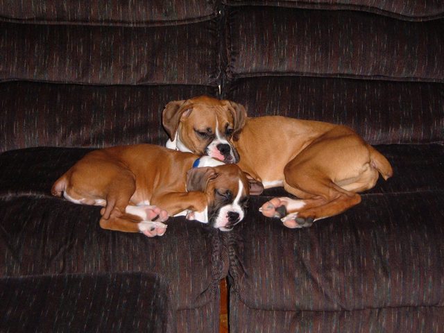 cuddle