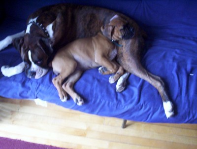 cuddle_buddies