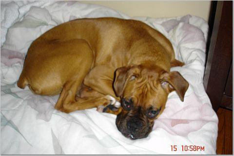 Cuddlebug