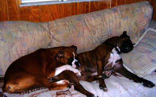 cuddlebugs