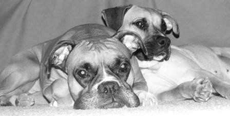 Cuddlebugs