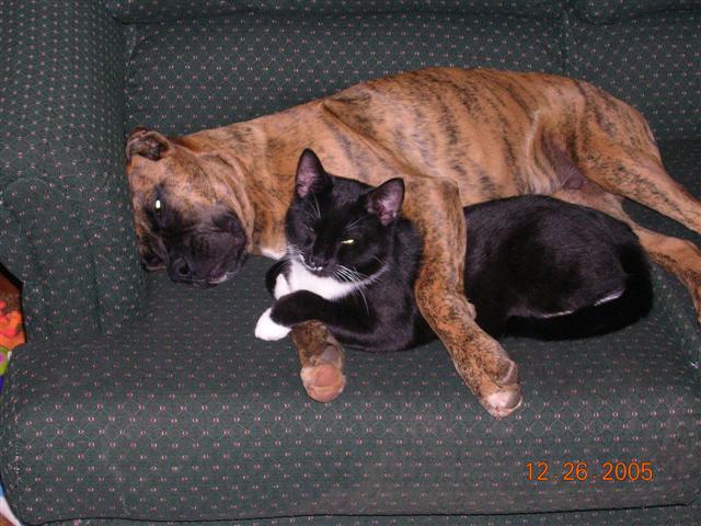 Cuddlebugs