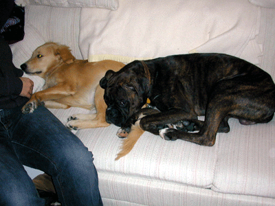 Cuddles