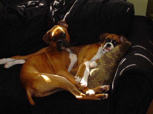 Cuddles