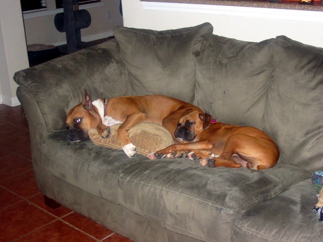 cuddles