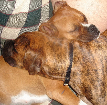 cuddling