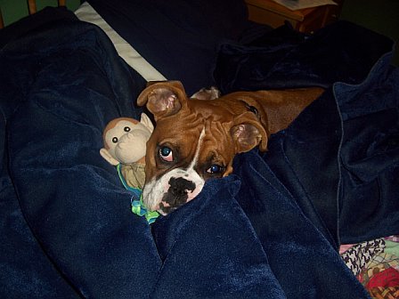 Cuddly Monkey