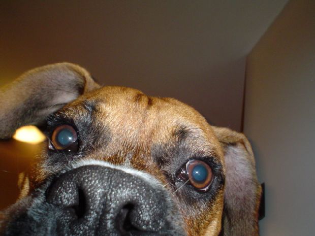 Curious about the camera...
