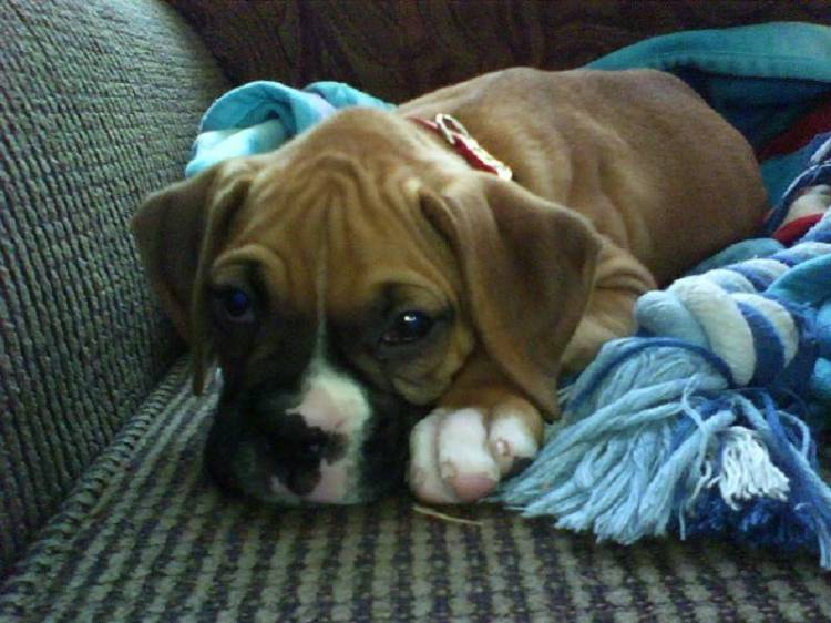 Curious Bailey getting sleepy