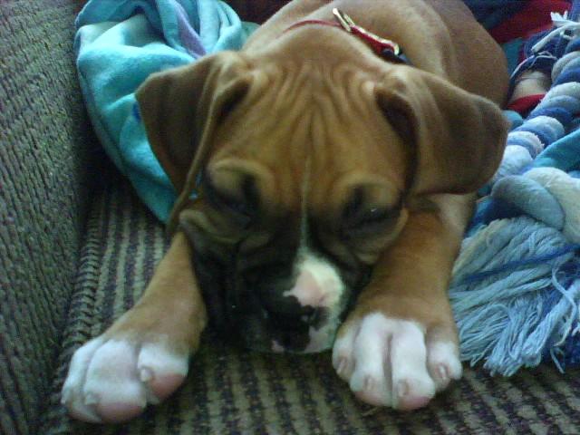 Curious Bailey getting sleepy