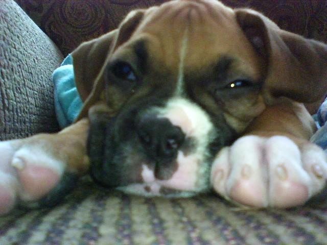 Curious Bailey getting sleepy