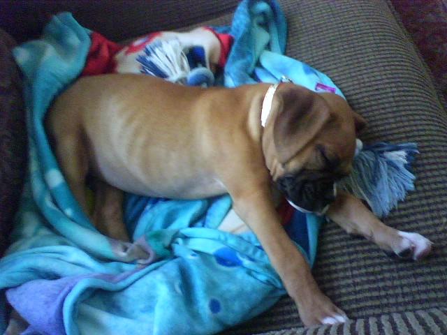 Curious Bailey getting sleepy