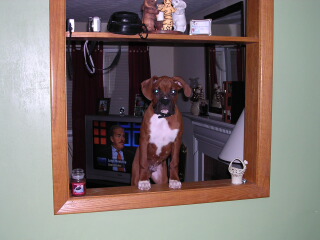 Curious little pup!