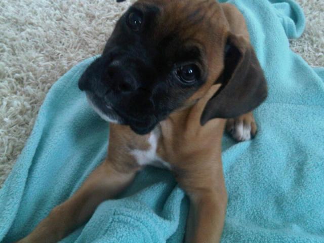 Curious Lucy