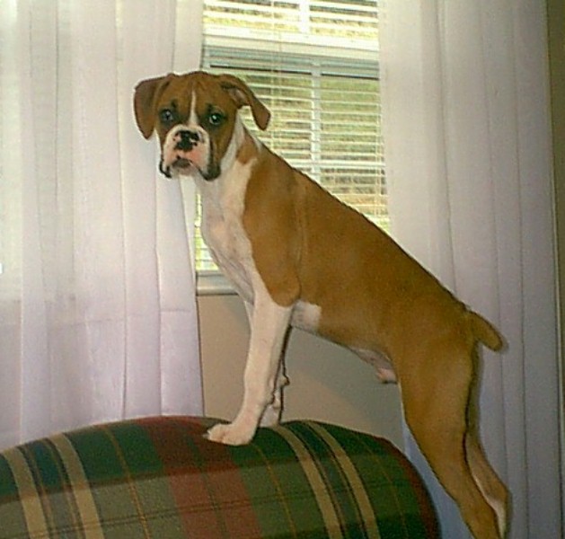 curious Sampson