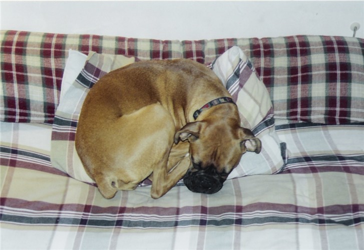 Curled Up On A Pillow