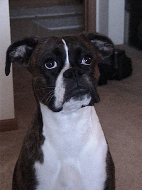 Curly just wanting the pictures to be over!