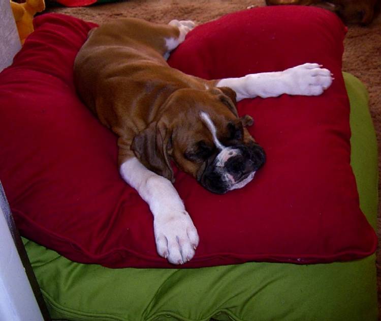 cushion_monster