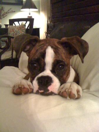 Cute as a Button