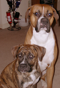 Cute doggies