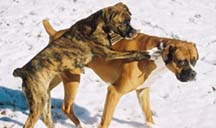 cute dogs in snow
