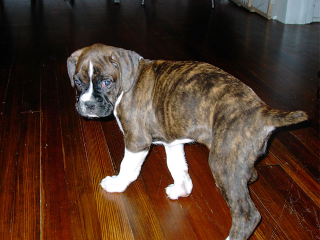 cute puppy