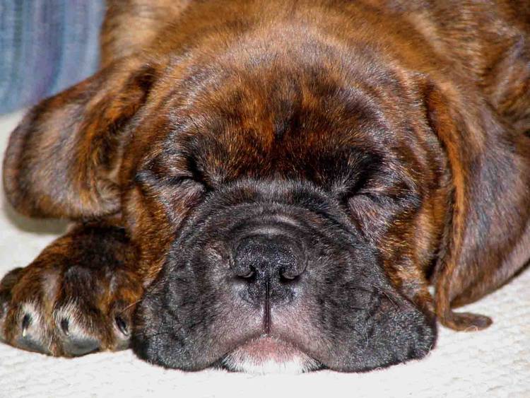 Cute Sleepiness