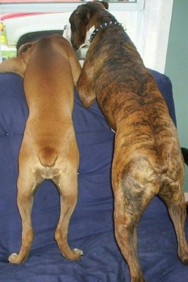 cute_butts