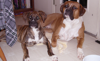 cute_doggies_2