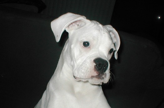 cute_puppy