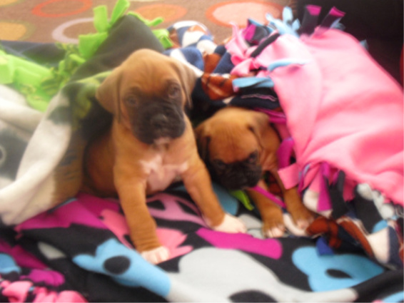Cutest Puppies
