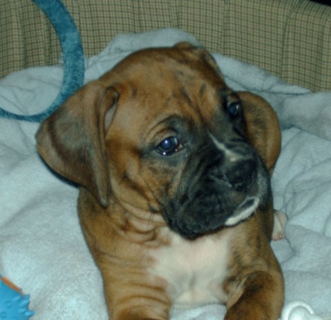 cutesy-poo