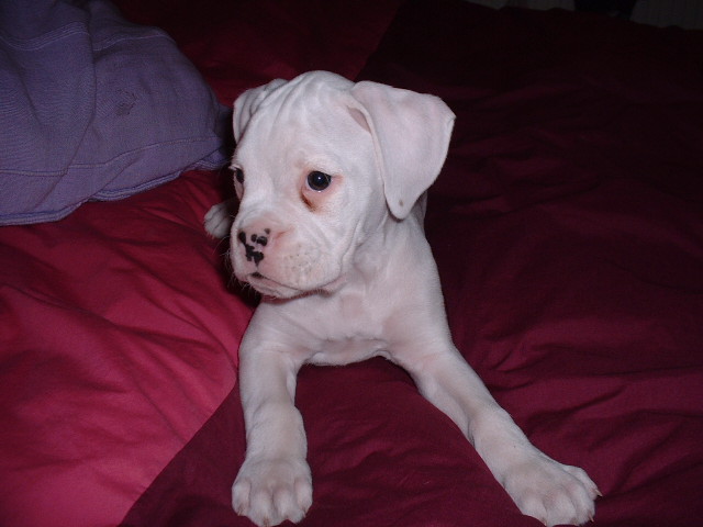 Cutie pie Casper