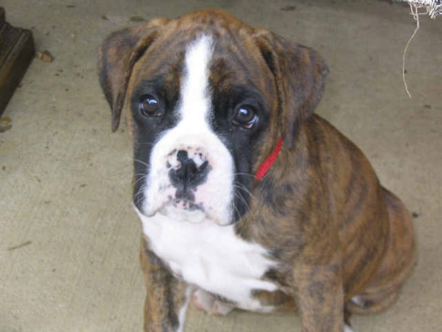 cutie pie dixie bell