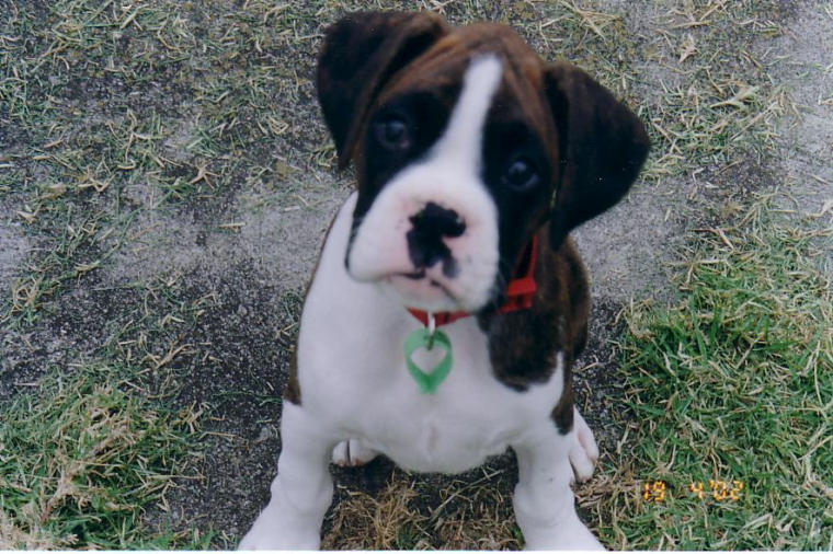 Cutie Pie