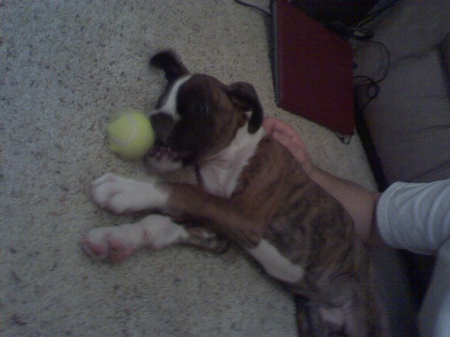 cutie pie