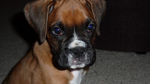 CUTIE_ROSCO