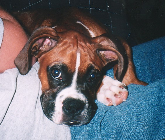 cutiepie