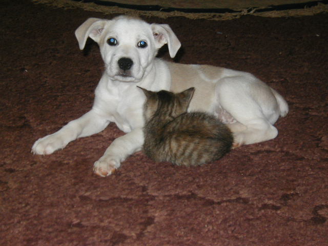 Cypress and Kitty