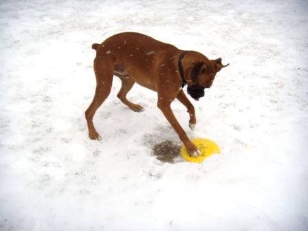 Cyrus Snow