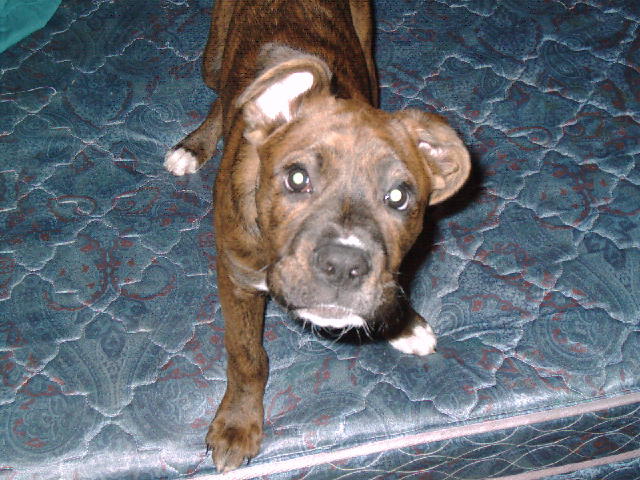D.O.G.=Deogee growling at camera