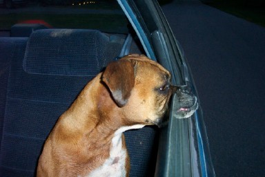 Dad, could you roll the window down a little further?