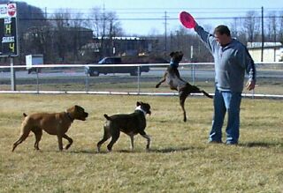 Dad i want my frisbee.