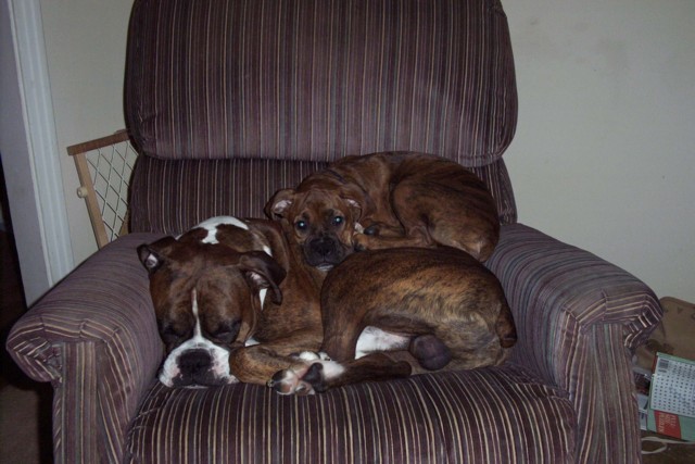 daddy makes a good pillow
