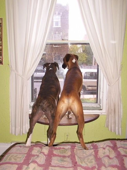 Daddy's coming!