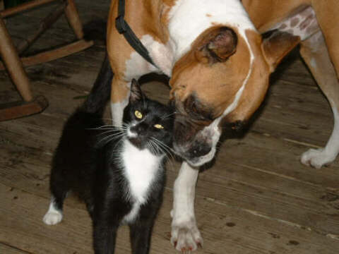 Dagwood and Tuffy