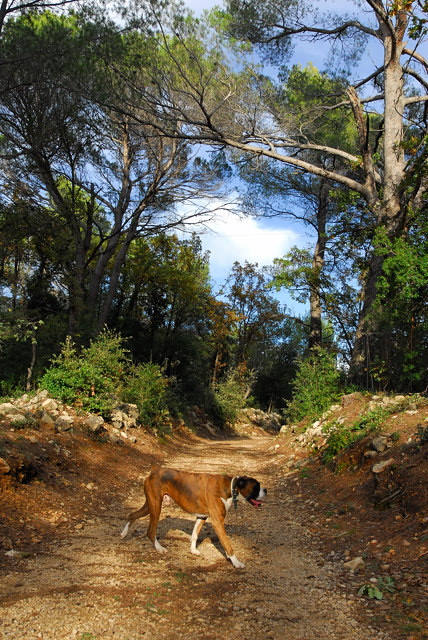 Daily walk