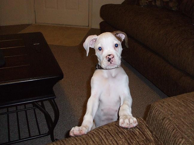 Daisy-13 wks