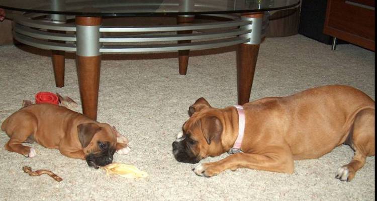 Daisy (6mo) Brutus (8wks)