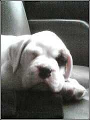 Daisy 7 weeks